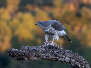 Goshawk, Accipiter gentilis
