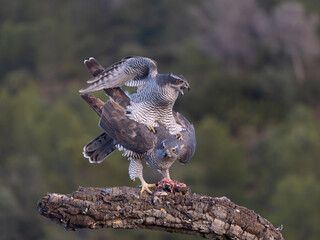 Goshawk, Accipiter gentilis