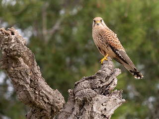 Kestrel, Falco tinnunculus