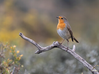 Robin, Erithacus rubecula