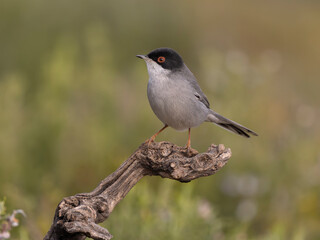 Sardinian warbler, Curruca melanocephala
