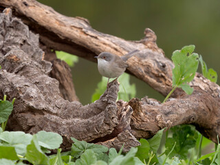 Obraz premium Sardinian warbler, Curruca melanocephala