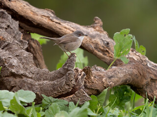 Sardinian warbler, Curruca melanocephala