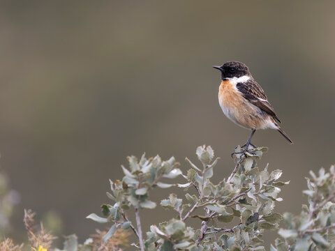 Iberian stonechat, Saxicola rubicola