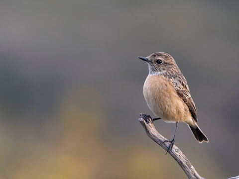 Iberian stonechat, Saxicola rubicola