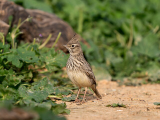 Thekla lark, Galerida theklae