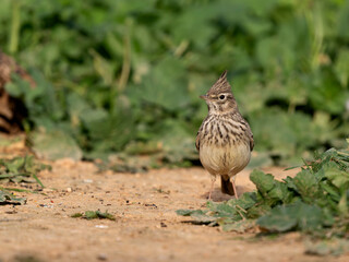 Fototapeta premium Thekla lark, Galerida theklae