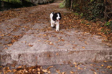 Russian spaniel dog standing on stone steps covered with autumn leaves in Montenegro