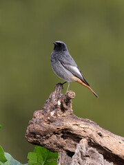 Black redstart, Phoenicurus ochruros