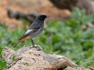 Black redstart, Phoenicurus ochruros