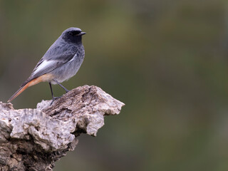 Obraz premium Black redstart, Phoenicurus ochruros