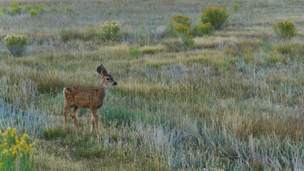 Maultierhirschkalb, Odocoileus hemionus, Bryce Canyon Nationalpark, Utah, USA