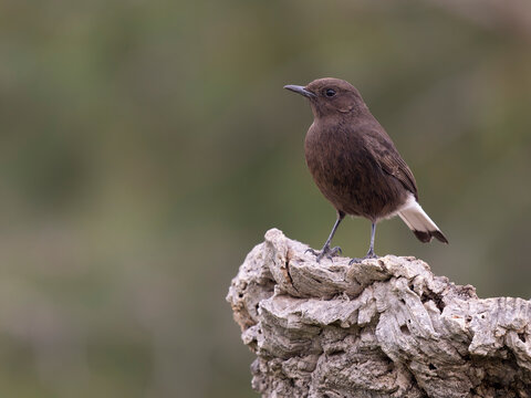 Black wheatear, Oenanthe leucura