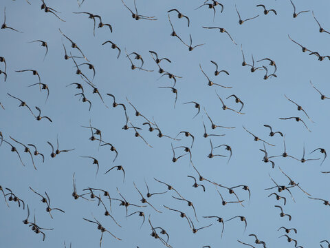 Black-tailed godwit, Limosa limosa