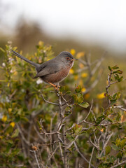Dartford warbler, Sylvia undata