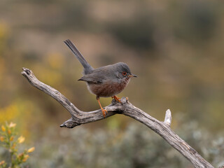 Dartford warbler, Sylvia undata