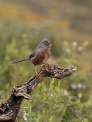 Dartford warbler, Sylvia undata
