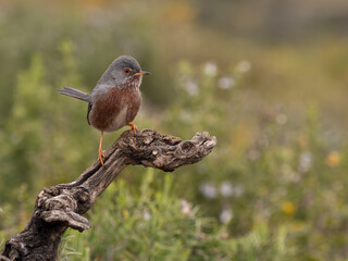 Dartford warbler, Sylvia undata