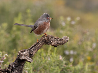 Dartford warbler, Sylvia undata