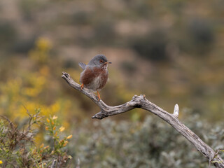 Dartford warbler, Sylvia undata