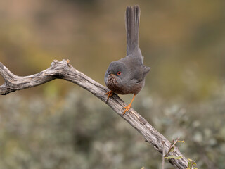 Dartford warbler, Sylvia undata