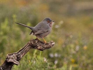 Dartford warbler, Sylvia undata
