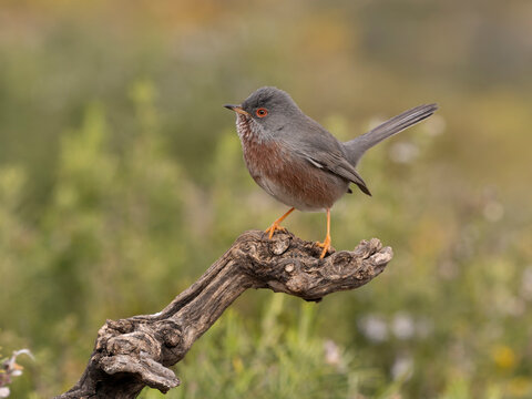 Dartford warbler, Sylvia undata