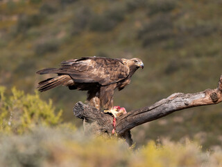 Golden eagle, Aquila chrysaetos