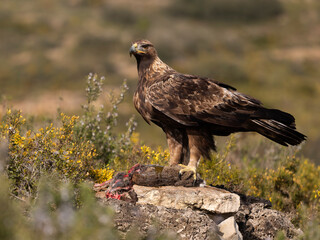 Golden eagle, Aquila chrysaetos