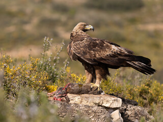 Golden eagle, Aquila chrysaetos