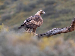 Golden eagle, Aquila chrysaetos