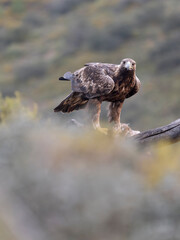 Golden eagle, Aquila chrysaetos