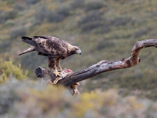 Golden eagle, Aquila chrysaetos