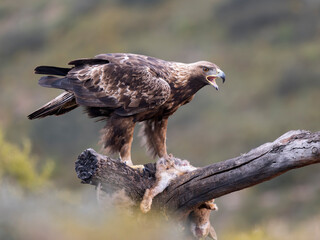Golden eagle, Aquila chrysaetos