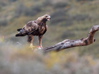 Golden eagle, Aquila chrysaetos