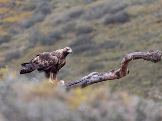 Golden eagle, Aquila chrysaetos