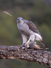 Goshawk, Accipiter gentilis