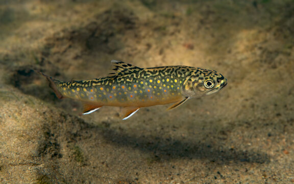 Juvenile brook trout in a stream near the Monmorency River in the Quebec City region, Canada