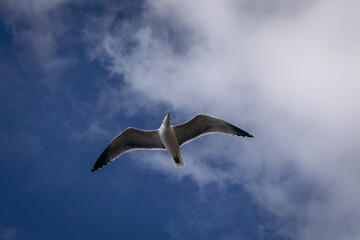 Obraz premium Seagull soaring against a backdrop of blue sky and fluffy white clouds, wings outstretched in flight, showcasing the bird's graceful form and natural beauty