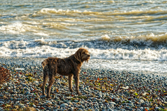 Wirehaired Dog Standing On Pebble Beach Near Ocean Waves