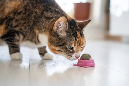 Curious Calico cat sniffing catnip ball toy, examinees herbal treat given by owner, fluffy feline inhaling aromatic cat mint treat, healthy toy for home pets, kitty learning new catswort grassy toy.