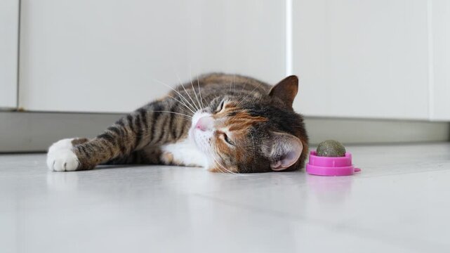 Calico cat chews on ball containing catnip with natural herbal ingredients. Nepeta contains the essential oil nepetalactone, which when inhaled causes short-term euphoria, playfulness, and relaxation.