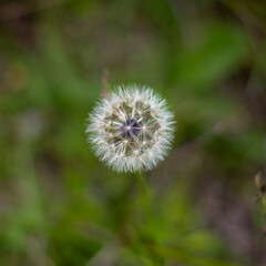 Obraz premium Dandelion