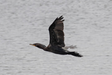 Neotropic Cormorant (Nannopterum brasilianum) in full flight over water. High-speed action photography with sharp focus on wingspan and plumage. Perfect for wildlife and dynamism themes.
