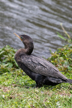 Neotropic Cormorant (Nannopterum brasilianum) in detail by a lake shore. Wildlife photography with sharp focus on plumage and aquatic background. Ideal for birdwatching and ecology.
