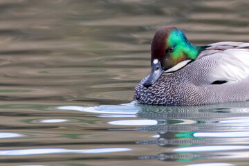 冬の川に泳ぐヨシガモ