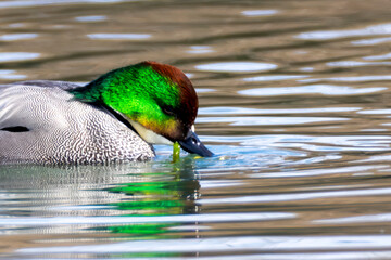 冬の川に泳ぐヨシガモ