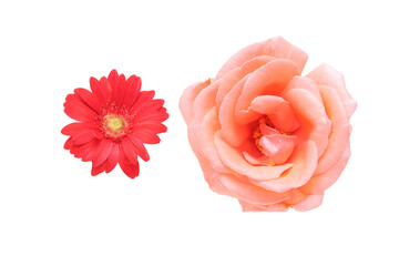 ガーベラと薔薇の花首