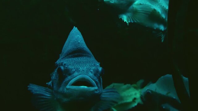 Close up of a lumpsucker fish also Cyclopteridae moving slowly around around in the dark underwater
