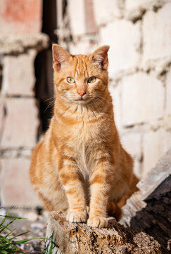 Cute orange cat portrait with soft fur and bright eyes